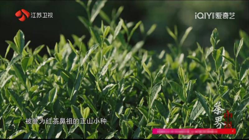 《茶界中国》第二集，探寻茶叶之源——爱茶人必看的茶纪录片推荐（二）