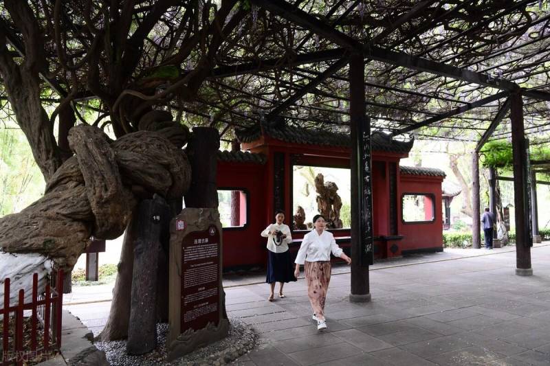 王紫藤传奇，500年古树焕新颜，春日盛景再现城市花园的最大紫藤盛宴