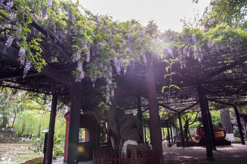 王紫藤传奇，500年古树焕新颜，春日盛景再现城市花园的最大紫藤盛宴