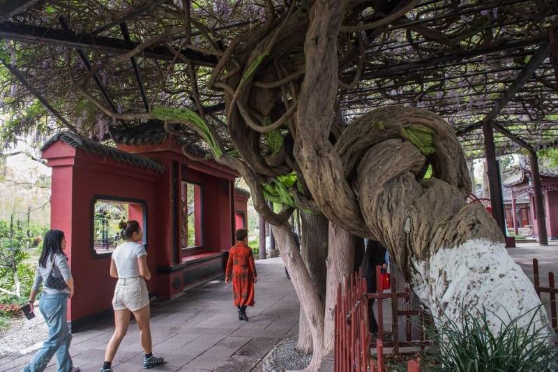 王紫藤传奇，500年古树焕新颜，春日盛景再现城市花园的最大紫藤盛宴