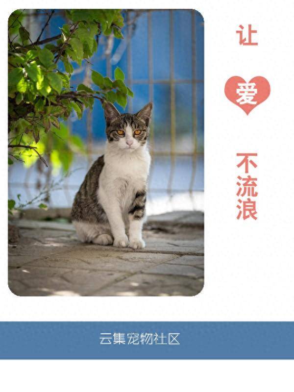 深圳流浪猫服务站携手云集宠物社区 办领养公益活动