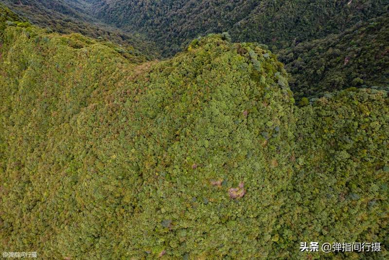 湘粤两省的交界处有一座莽山，湖南“绿色宝库”横跨两地，山高林密，孕育特有剧毒蛇及其他珍稀生态资源。