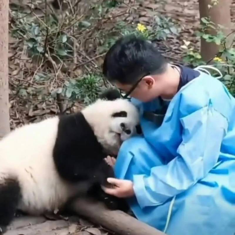 全网最受欢迎的7大熊猫饲养员，盘点国内外备受瞩目的国宝守护者