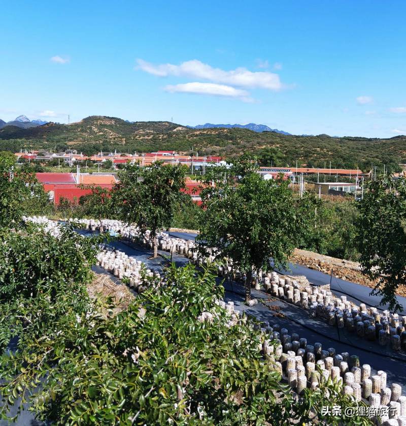 不老湖景区，北京密云区休闲度假胜地，鸭梨飘香醉美景