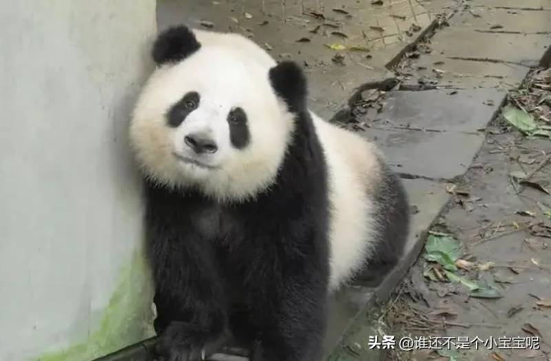 熊猫带你看电影《囡囡》，萌宝囡囡的柔光食光旅程