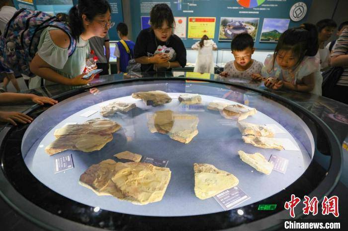 【博物馆展示】南京古生物博物馆，探寻地球历史印记，民众体验古生物奥秘之旅