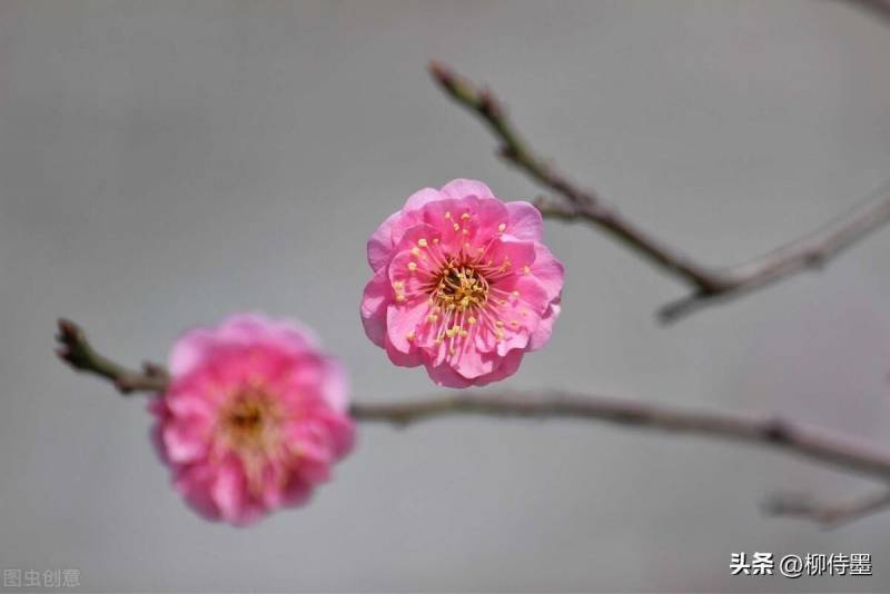 认识一下四照花，春日花卉图鉴，轻松辨识美图，手机拍照也出彩