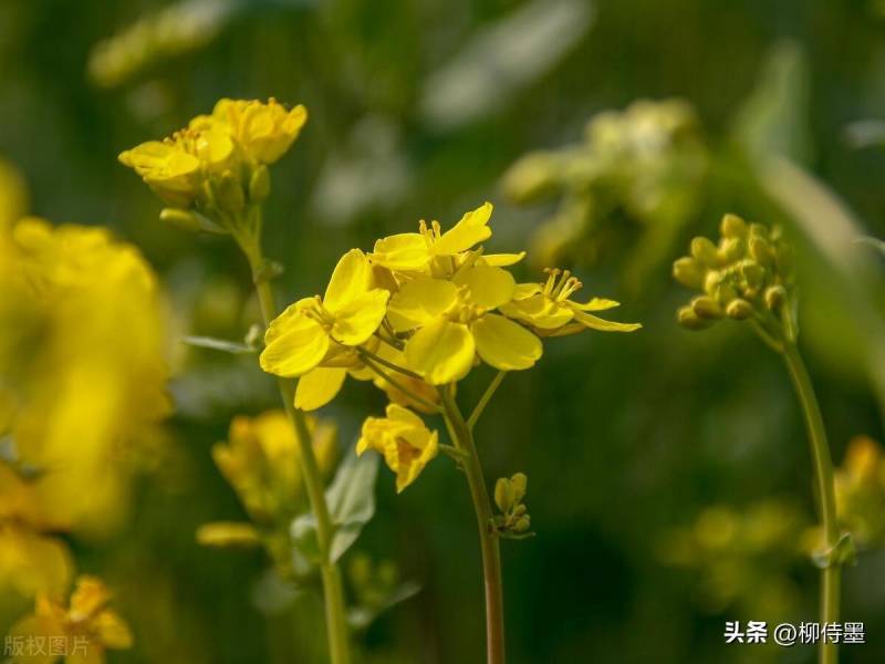 认识一下四照花，春日花卉图鉴，轻松辨识美图，手机拍照也出彩