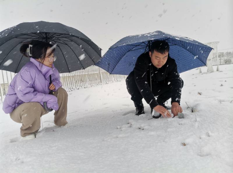 桃花雪是什么意思？河南多地罕见“桃花雪”奇观，现象解析，是自然奇景还是气候变化预兆？