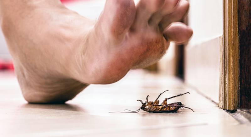 蟑螂不用脚踩，为何总在人居出现？