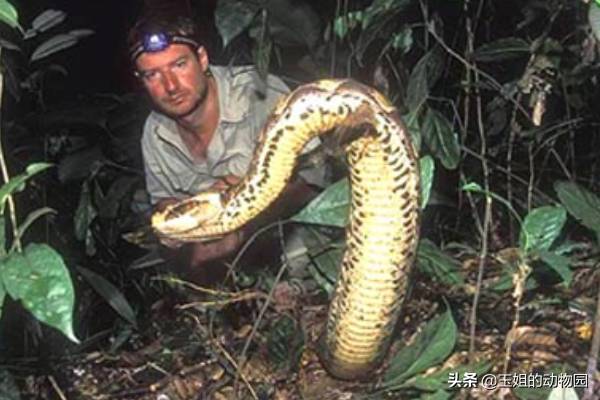 眼鏡王蛇與加蓬奎蛇的對比，誰更勝一籌？探究世界上最胖的毒蛇加蓬奎蛇的恐怖之処，又能否與眼鏡王蛇一較高下？