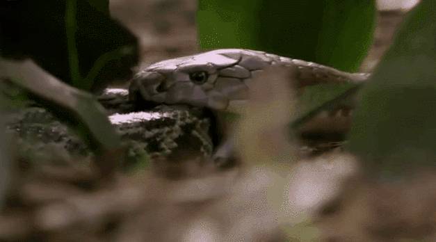 眼镜王蛇与加蓬奎蛇的对比，谁更胜一筹？探究世界上最胖的毒蛇加蓬奎蛇的恐怖之处，又能否与眼镜王蛇一较高下？