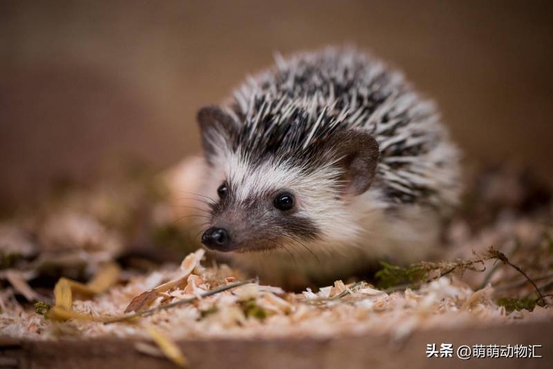 野生動物寶寶，探索大自然的萌寵奇遇，超可愛的瞬間捕捉！