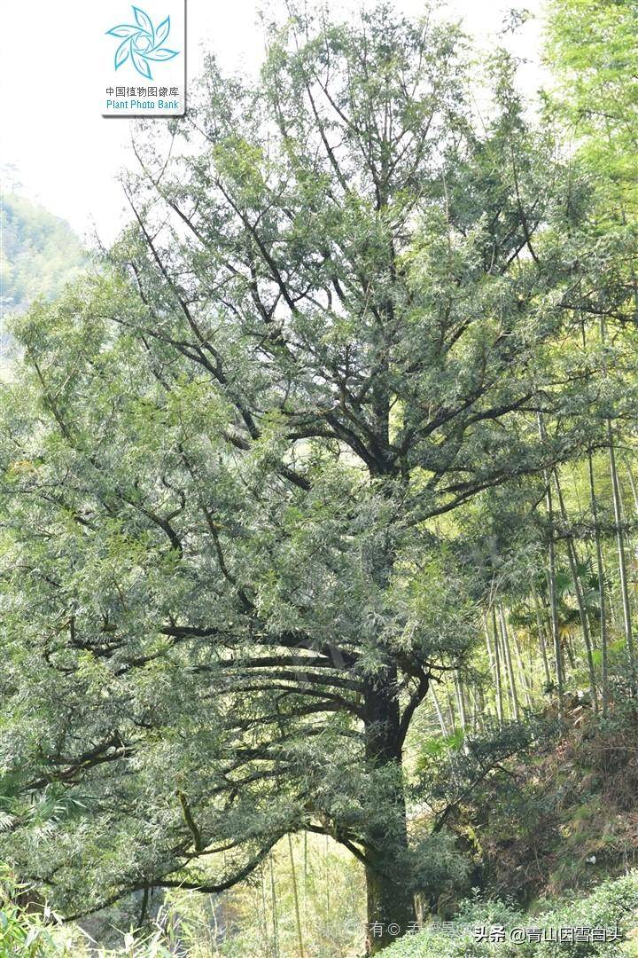 什么是榧木，探索榧树的珍贵质地与园林中的景观价值及应用