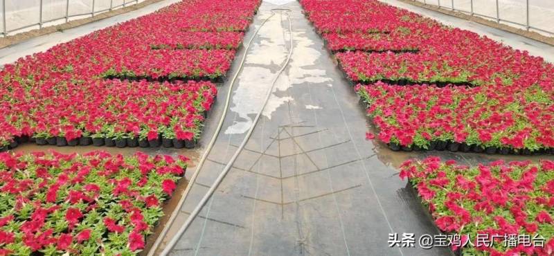 宝鸡高新区45万盆花卉盛装亮相，城区美景再升级