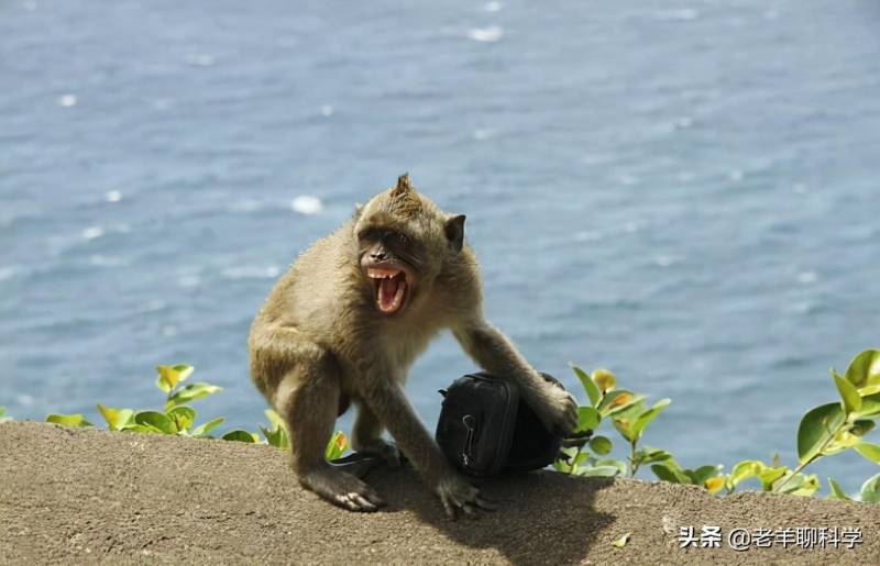 《杀人恶猿2猴见猴，猿猴团灭村狗，记仇袭击，恐怖真相》