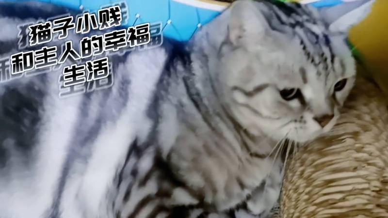 猫小贱搞笑日记，就是那么拽！#笑出腹肌