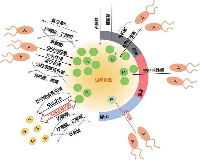 【搜寻原绿球藻】地球最小光合者，总量惊人达两亿吨