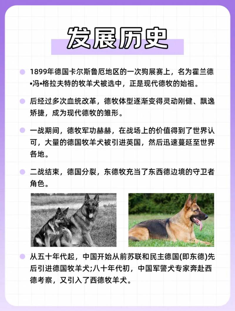 德國牧羊犬專家，全方位了解猛狗嚶嚶忠誠夥伴