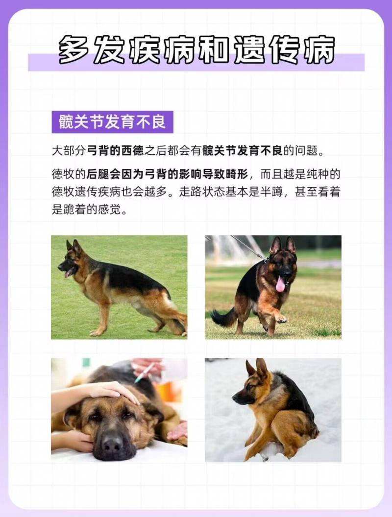 德国牧羊犬专家，全方位了解猛狗嘤嘤忠诚伙伴