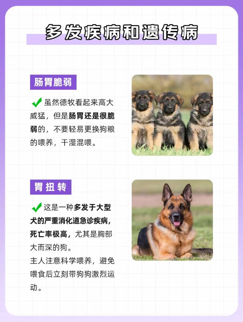 德国牧羊犬专家，全方位了解猛狗嘤嘤忠诚伙伴