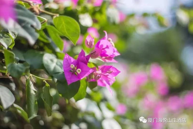 海悦山庄酒店的微博，【厦门的海畔仙境|百万平山海园林，邂逅心动的度假时光】→ 奔赴碧波荡漾，园林风光，爱上这胜地，尊享非凡体验！