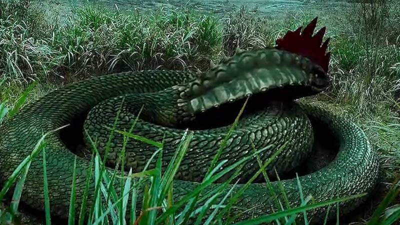 爲什麽長冠的蛇地位都很高？探秘傳說中的“雞冠蛇”，民間傳聞背後的神秘存在