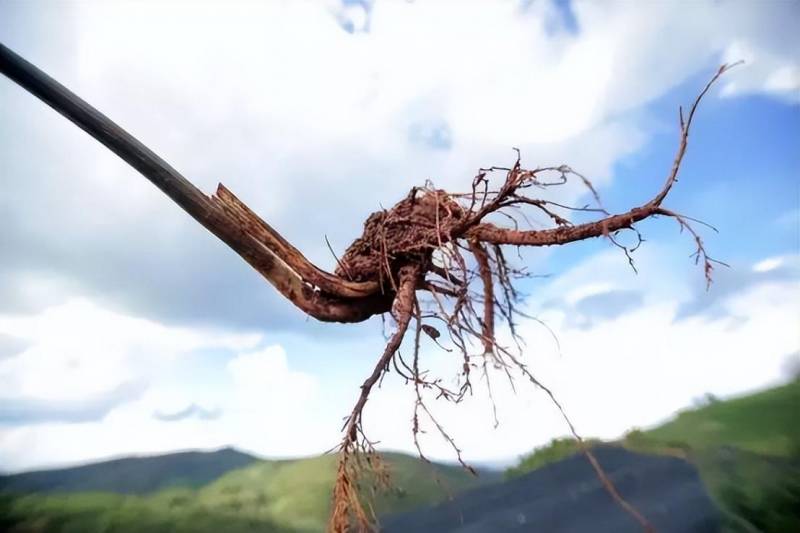 无限极产品优选培育产地，精选道地原料，匠心铸就品质