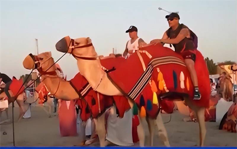 卡塔爾遊客爆棚，駱駝承擔運輸重擔，加班成爲常態