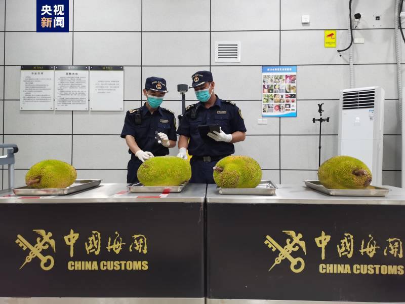 全国首批马来西亚菠萝蜜 在广西空港口岸成功入境