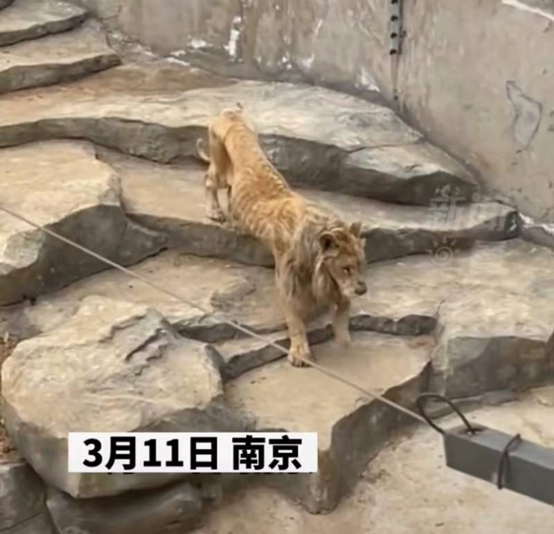 南京一动物园狮子瘦成排骨，园方，老年原因，网友关注