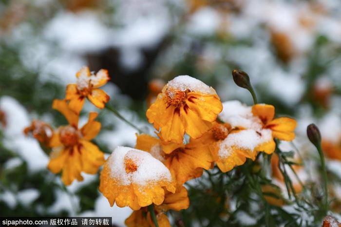 Spring小小雪的微博，小雪七巧，你所不知道的生活小智慧