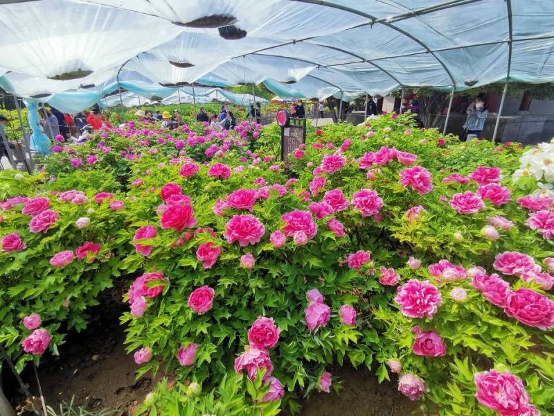 洛陽各大公園賞花門票價格公佈！春日牡丹盛放，持洛陽旅遊年票暢遊免票入園優惠多多！