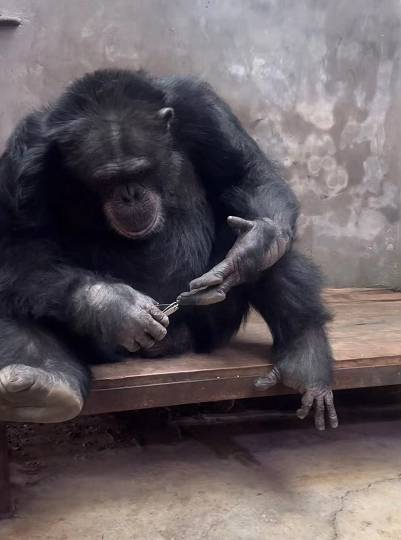 來治猩猩的妳的微博，優秀“大齡單身漢”黑猩猩征婚，意曏者衆多