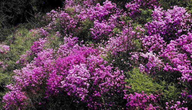 一山观两海，大连金州大黑山杜鹃花海即启