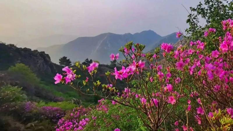 一山观两海，大连金州大黑山杜鹃花海即启