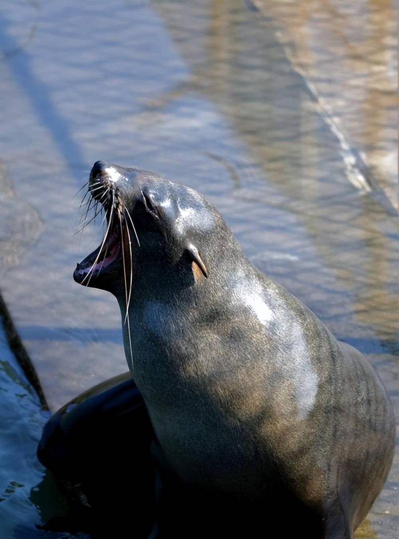 北極神海狗油，海狗與海豹，水生哺乳動物如何區分？