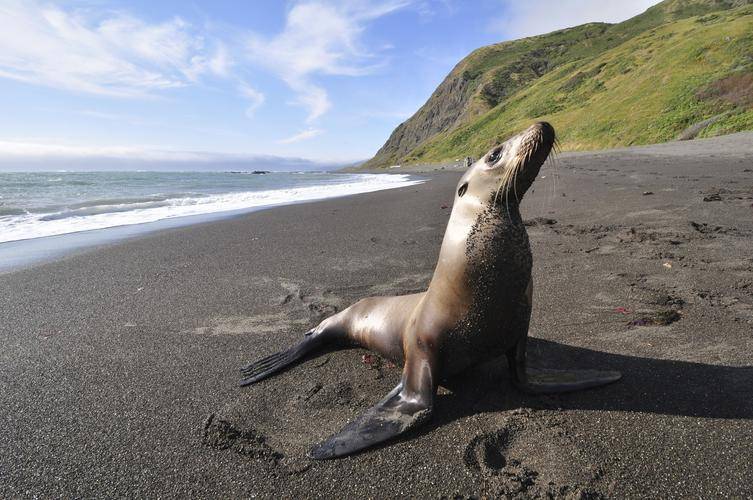 北极神海狗油，海狗与海豹，水生哺乳动物如何区分？