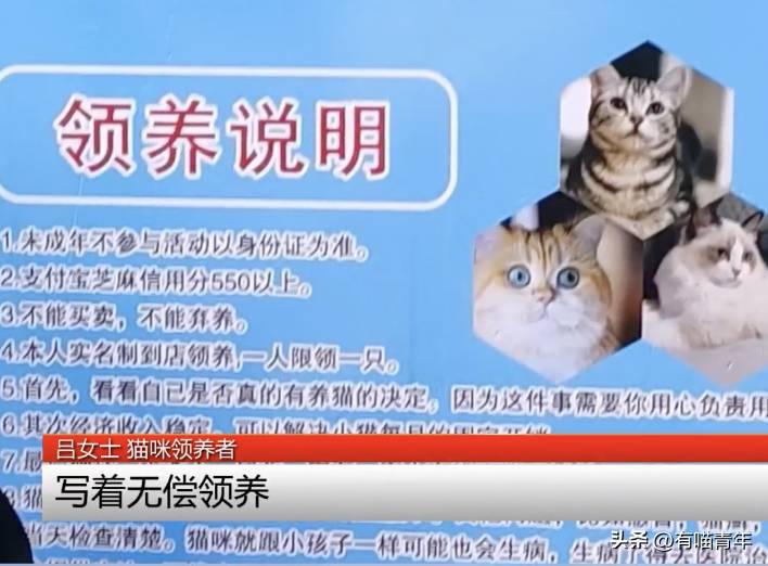 杭州貓咪領養微博，免費品種貓，離世後卻要賠3000元貓糧？