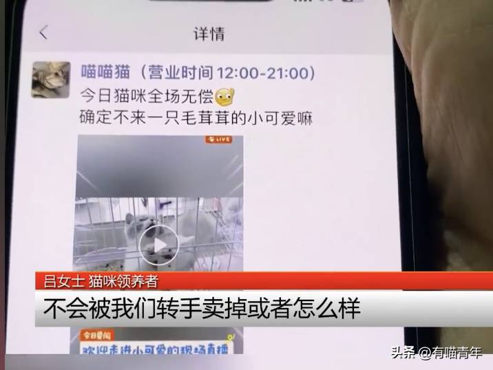 杭州猫咪领养微博，免费品种猫，离世后却要赔3000元猫粮？