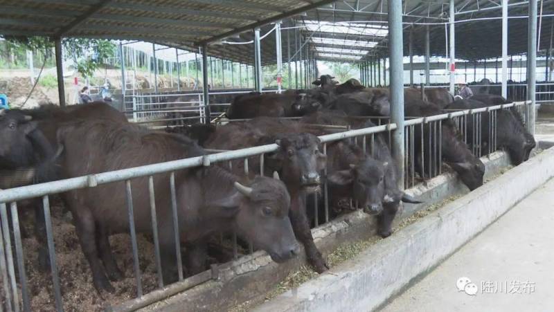陆川珊罗镇，发展奶水牛养殖，助力众牛农牧创新高
