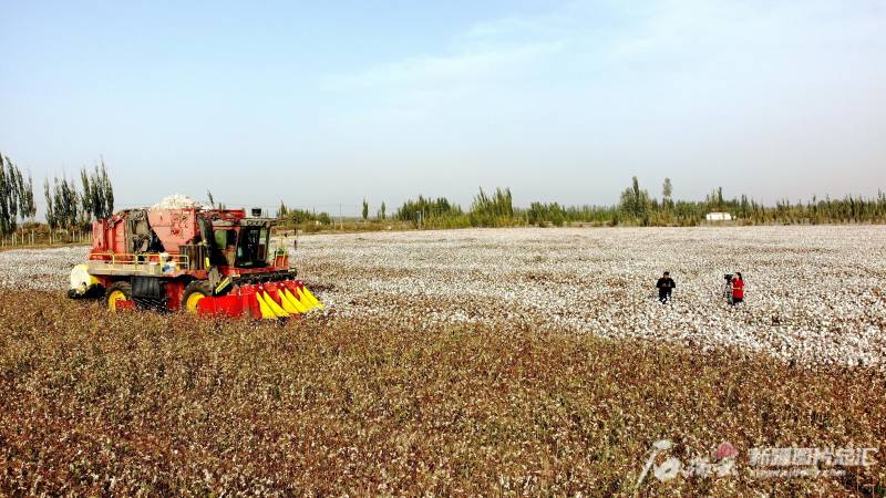 棉城贴吧微博，新疆万亩棉田，云端共赏六小时的美景