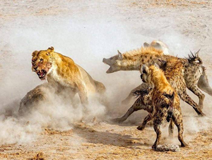 非洲鬣狗，掏肛战术并非唯一，斑鬣狗实力被忽视？