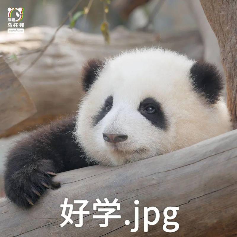熊貓幫主微博調侃，連竹子都喫不利索，是人扮的嗎？