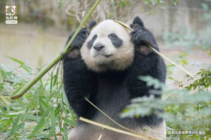 熊猫帮主微博调侃，连竹子都吃不利索，是人扮的吗？