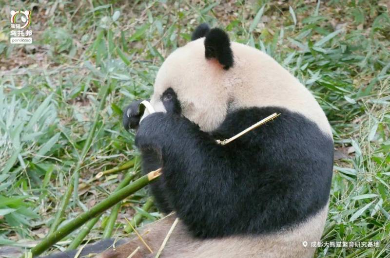 熊猫帮主微博调侃，连竹子都吃不利索，是人扮的吗？