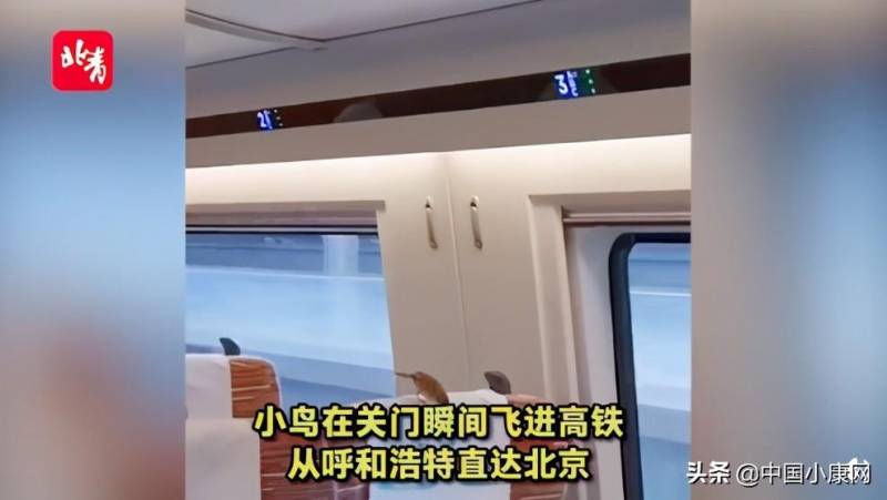 小麻雀内蒙古高铁之旅，溜进北京，邂逅电影梦