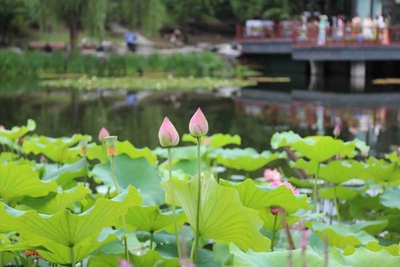 圆明园醉美荷花盛开了，千亩碧波荡漾夏日艳