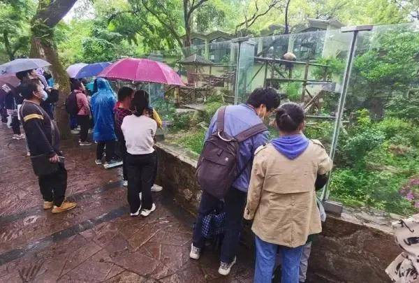 五一假期首日市民冒雨探望丫丫，爱心传递温暖