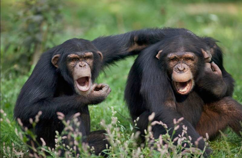 智商220的猩猩能有多厲害，超凡智慧下的潛能如何發揮？